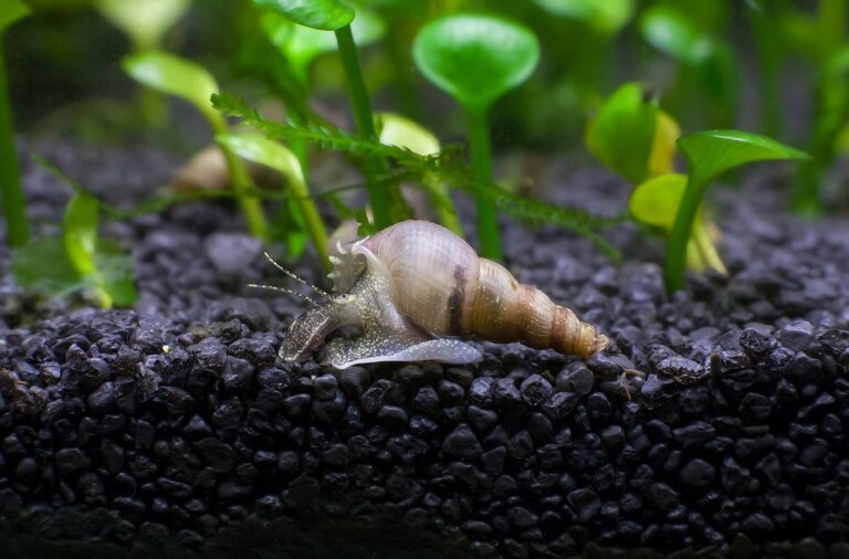 How To Keep A Fish Tank Clean Without Changing The Water? How To Keep A Fish Tank Clean Without Changing The Water?