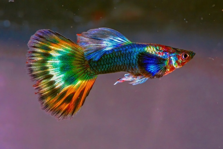 How To Keep A Fish Tank Clean Without Changing The Water? How To Keep A Fish Tank Clean Without Changing The Water?