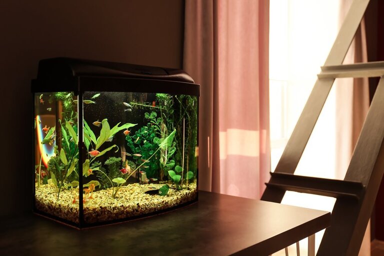 How To Keep A Fish Tank Clean Without Changing The Water? How To Keep A Fish Tank Clean Without Changing The Water?
