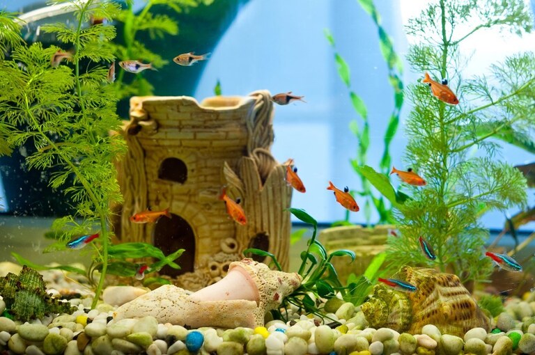 How To Keep A Fish Tank Clean Without Changing The Water? How To Keep A Fish Tank Clean Without Changing The Water?