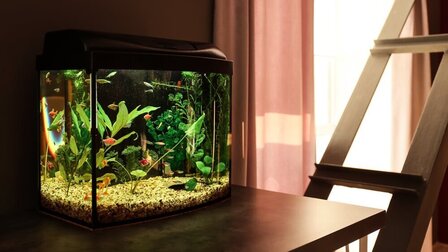 How To Keep A Fish Tank Clean Without Changing The Water?