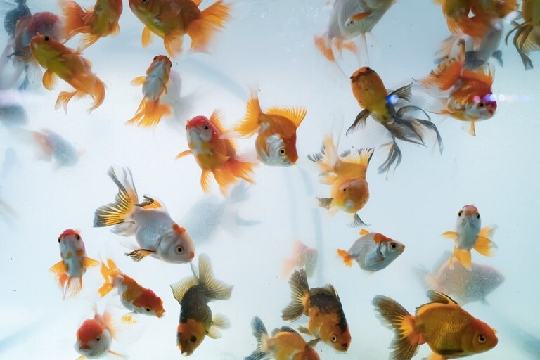 How To Stop Cloudy Water In Fish Tanks? How To Stop Cloudy Water In Fish Tanks?
