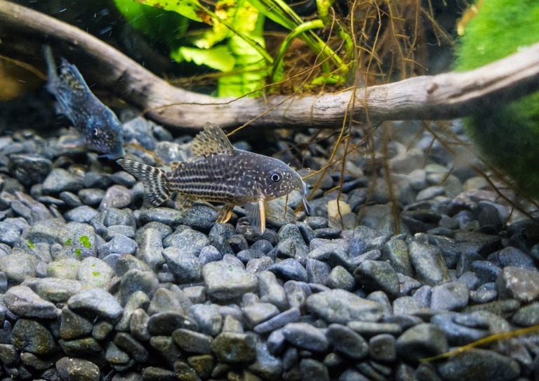 How To Stop Cloudy Water In Fish Tanks? How To Stop Cloudy Water In Fish Tanks?