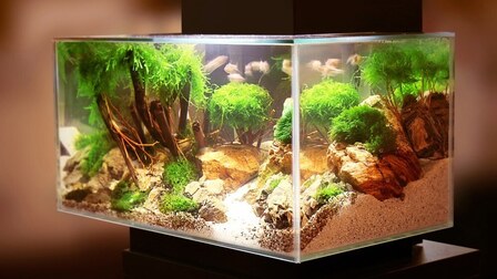 How To Stop Cloudy Water In Fish Tanks?
