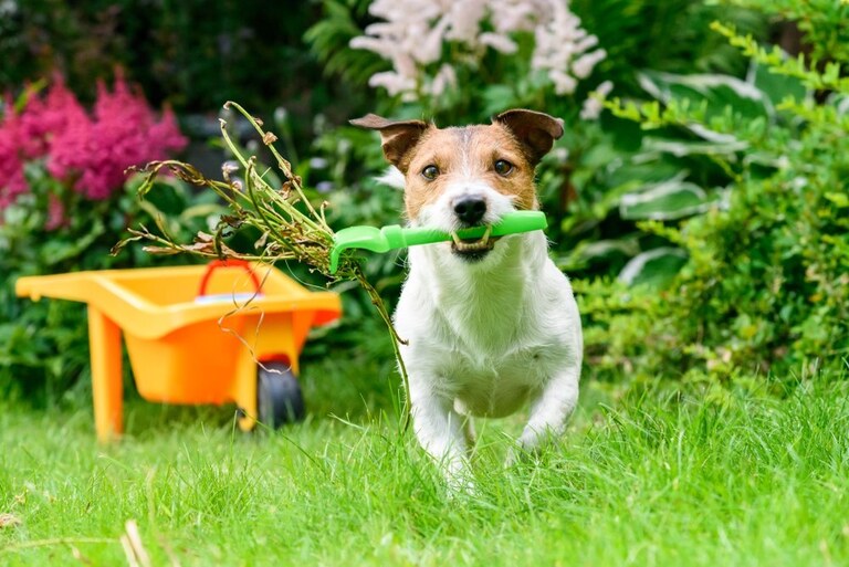 What Plants Are Harmful To Cats And Dogs? What Plants Are Harmful To Cats And Dogs?