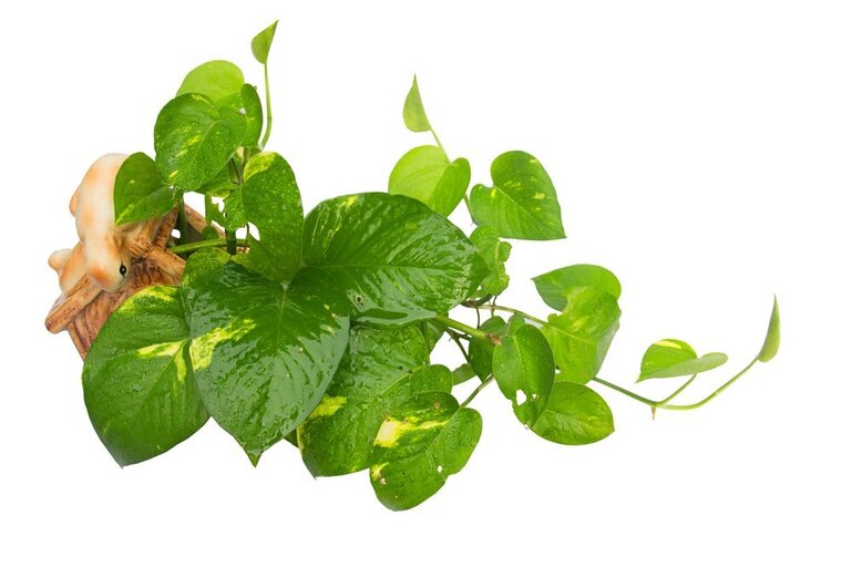 What Plants Are Harmful To Cats And Dogs? What Plants Are Harmful To Cats And Dogs?