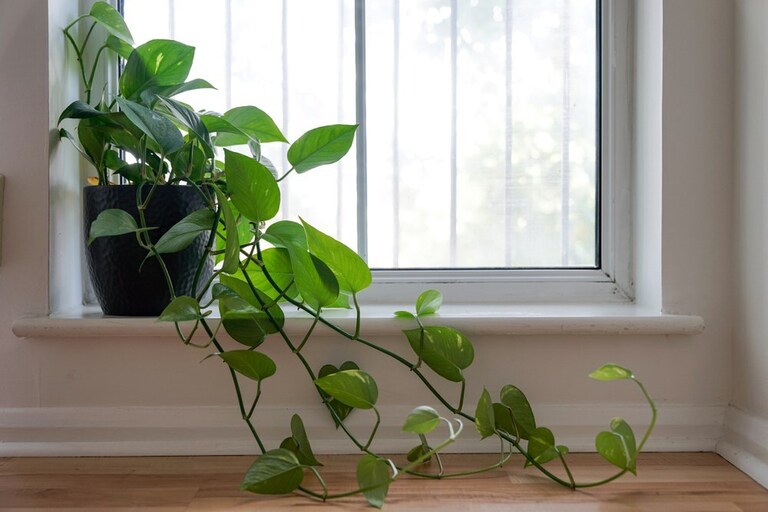What Plants Are Harmful To Cats And Dogs? What Plants Are Harmful To Cats And Dogs?