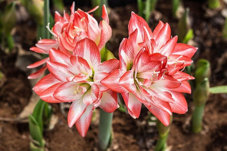 What Plants Are Harmful To Cats And Dogs? What Plants Are Harmful To Cats And Dogs?