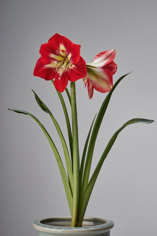 What Plants Are Harmful To Cats And Dogs? What Plants Are Harmful To Cats And Dogs?