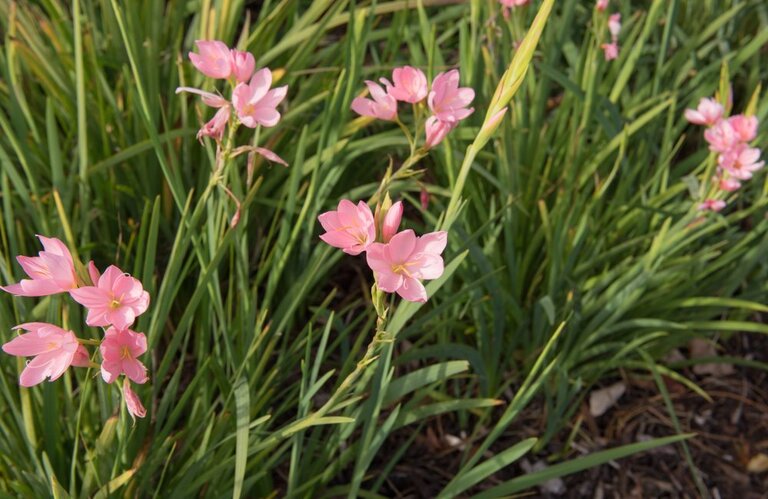 What Plants Are Harmful To Cats And Dogs? What Plants Are Harmful To Cats And Dogs?