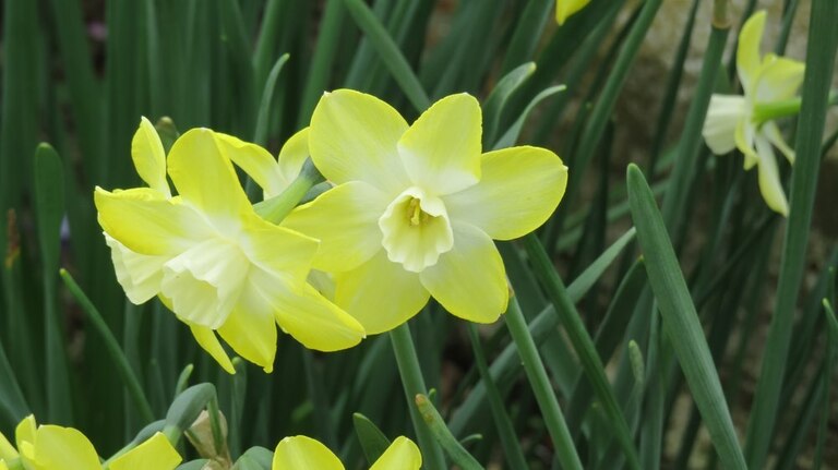 What Plants Are Harmful To Cats And Dogs? What Plants Are Harmful To Cats And Dogs?