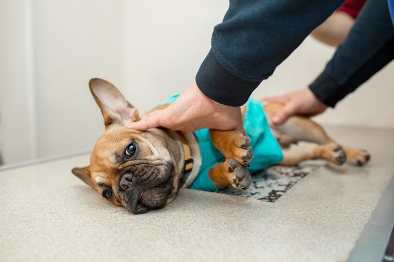 What Plants Are Harmful To Cats And Dogs? What Plants Are Harmful To Cats And Dogs?