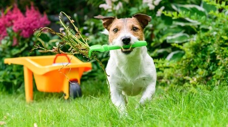 What Plants Are Harmful To Cats And Dogs? What Plants Are Harmful To Cats And Dogs?