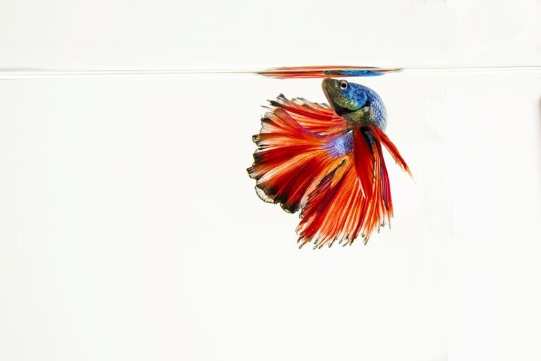 How To Care For A Betta Fish, Tips For Beginners How To Care For A Betta Fish, Tips For Beginners