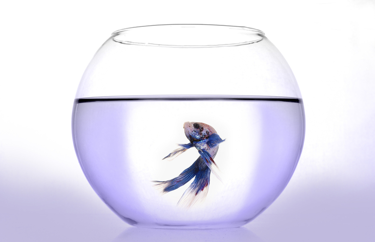 How To Care For A Betta Fish, Tips For Beginners How To Care For A Betta Fish, Tips For Beginners