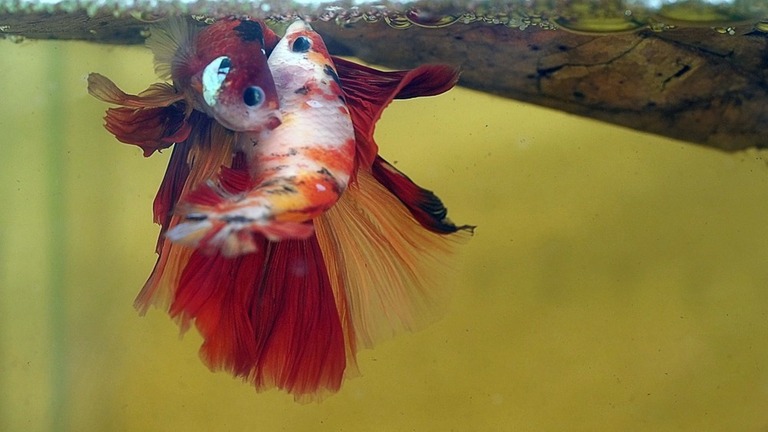 How To Care For A Betta Fish, Tips For Beginners How To Care For A Betta Fish, Tips For Beginners