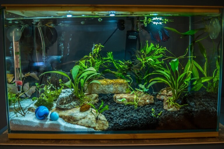 How To Care For A Betta Fish, Tips For Beginners How To Care For A Betta Fish, Tips For Beginners