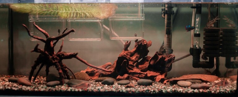 How To Care For A Betta Fish, Tips For Beginners How To Care For A Betta Fish, Tips For Beginners