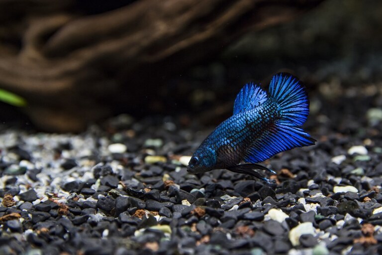 How To Care For A Betta Fish, Tips For Beginners How To Care For A Betta Fish, Tips For Beginners