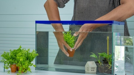 How To Care For A Betta Fish, Tips For Beginners How To Care For A Betta Fish, Tips For Beginners