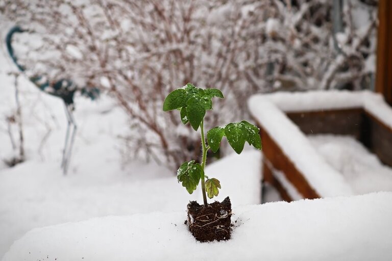 How To Protect Vegetable Gardens From The Snow? How To Protect Vegetable Gardens From The Snow?