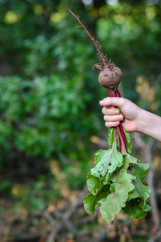 How To Protect Vegetable Gardens From The Snow? How To Protect Vegetable Gardens From The Snow?