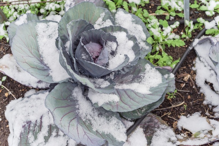 How To Protect Vegetable Gardens From The Snow? How To Protect Vegetable Gardens From The Snow?