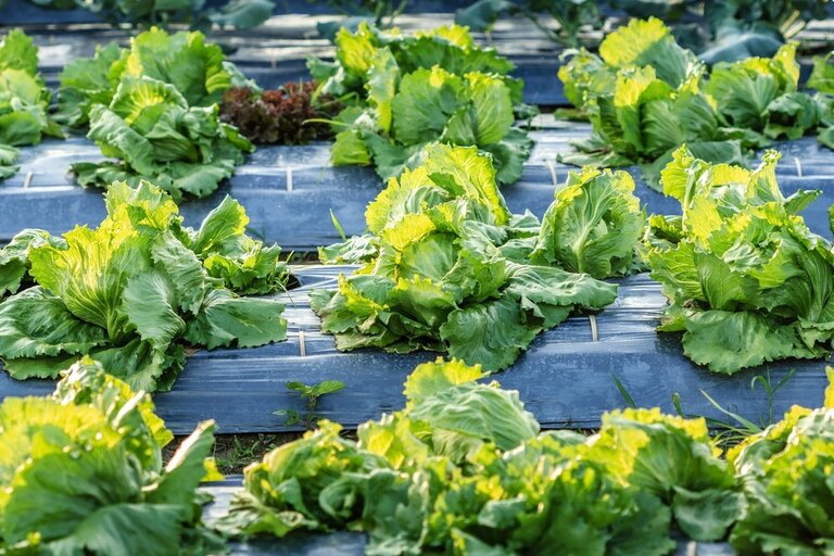 How To Protect Vegetable Gardens From The Snow? How To Protect Vegetable Gardens From The Snow?