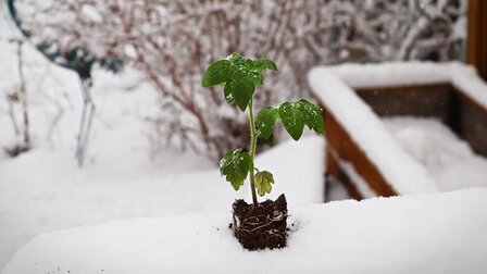 How To Protect Vegetable Gardens From The Snow?