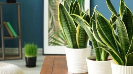 Best Pot For Snake Plant of 2025: Top 6 Picks 