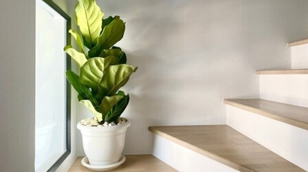 Best Pot for Fiddle Leaf Fig of 2025: Top 6 Picks