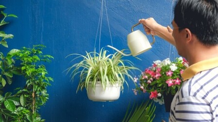 Best Pot for Spider Plant of 2025: Top 6 Picks Best Pot for Spider Plant of 2025: Top 6 Picks
