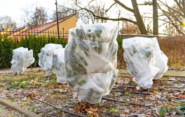 How To Protect Potted Plants From Sudden Frost? How To Protect Potted Plants From Sudden Frost?