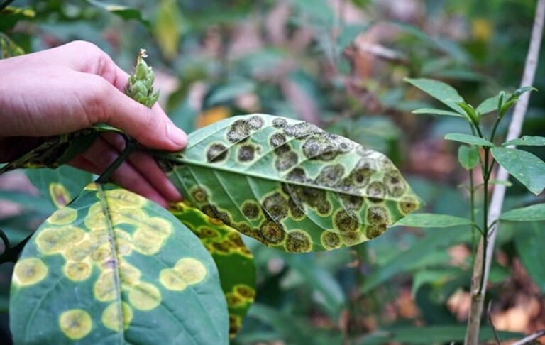 How To Protect Potted Plants From Sudden Frost? How To Protect Potted Plants From Sudden Frost?
