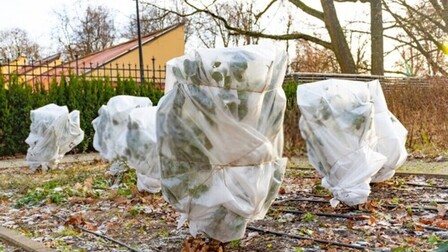 How To Protect Potted Plants From Sudden Frost? How To Protect Potted Plants From Sudden Frost?