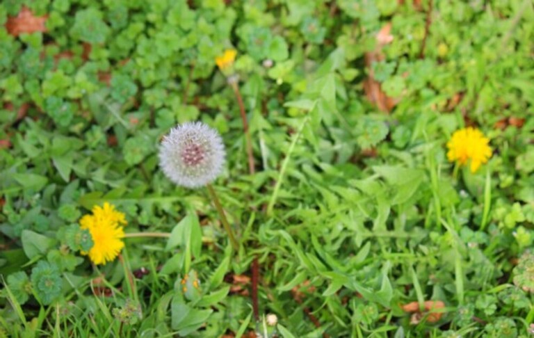 How Do You Clean A Yard Full Of Weeds? How Do You Clean A Yard Full Of Weeds?