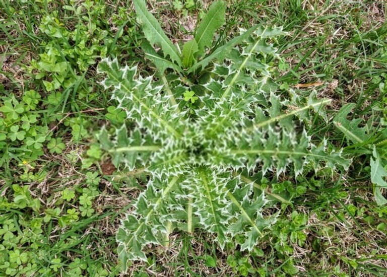 How Do You Clean A Yard Full Of Weeds? How Do You Clean A Yard Full Of Weeds?