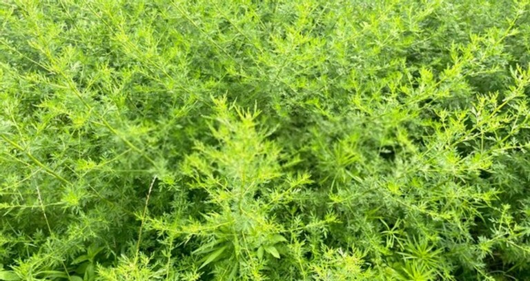 How Do You Clean A Yard Full Of Weeds? How Do You Clean A Yard Full Of Weeds?