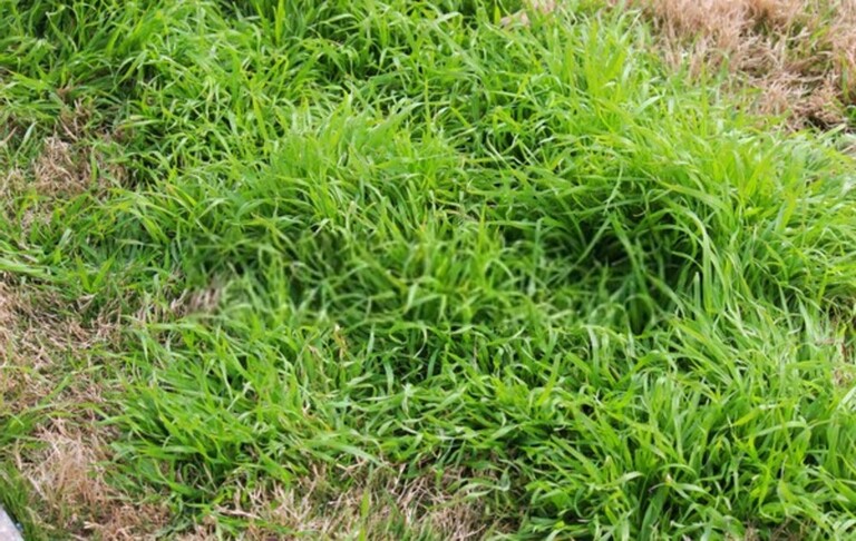 How Do You Clean A Yard Full Of Weeds? How Do You Clean A Yard Full Of Weeds?