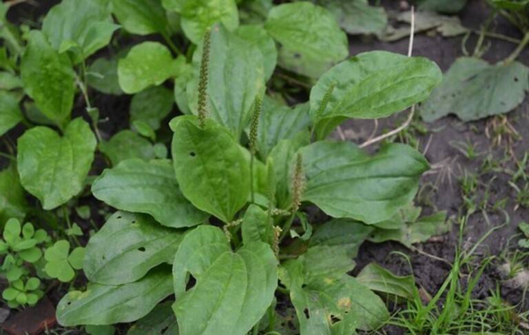 How Do You Clean A Yard Full Of Weeds? How Do You Clean A Yard Full Of Weeds?