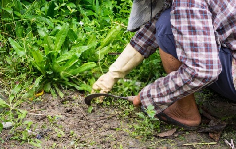 How Do You Clean A Yard Full Of Weeds? How Do You Clean A Yard Full Of Weeds?