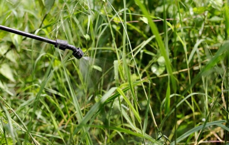 How Do You Clean A Yard Full Of Weeds? How Do You Clean A Yard Full Of Weeds?