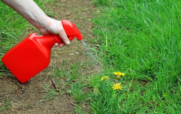 How Do You Clean A Yard Full Of Weeds? How Do You Clean A Yard Full Of Weeds?