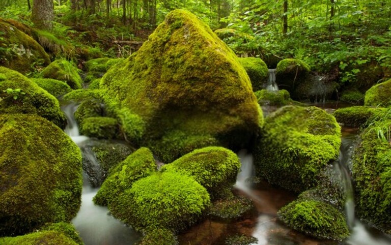 How Do You Make A Rock Garden Look Natural? How Do You Make A Rock Garden Look Natural?