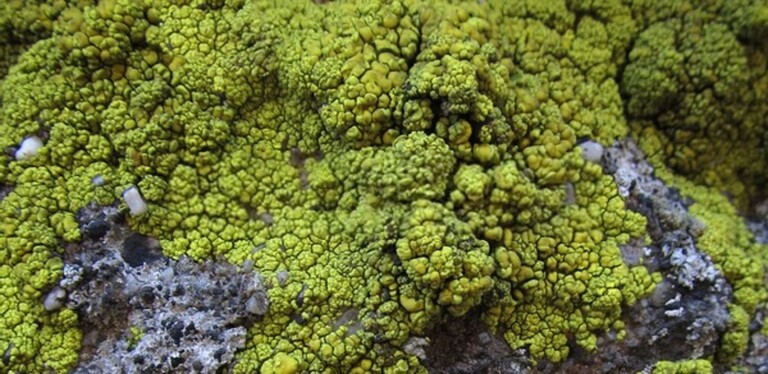 How Do You Make A Rock Garden Look Natural? How Do You Make A Rock Garden Look Natural?