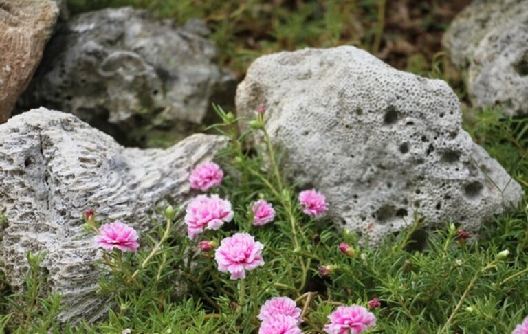 How Do You Make A Rock Garden Look Natural? How Do You Make A Rock Garden Look Natural?