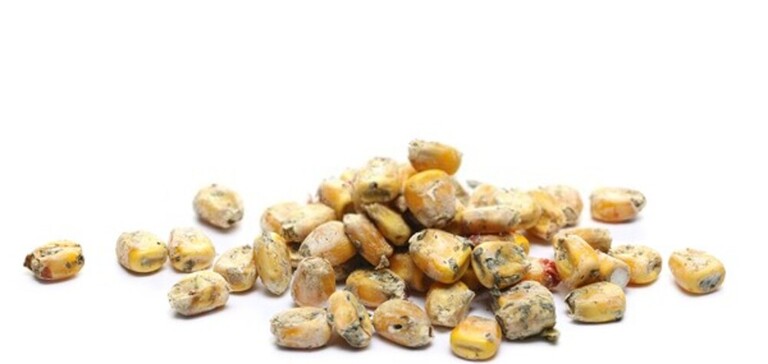 What Is The Best Way To Store Seeds For The Long Term? What Is The Best Way To Store Seeds For The Long Term?