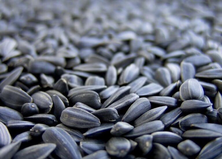 What Is The Best Way To Store Seeds For The Long Term? What Is The Best Way To Store Seeds For The Long Term?