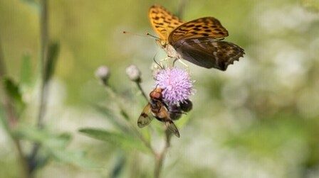 How Can I Encourage Bees And Butterflies Into My Garden?