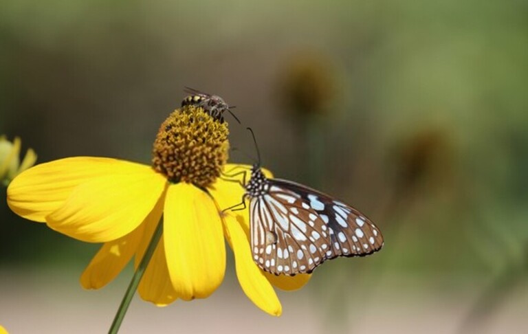 How Can I Encourage Bees And Butterflies Into My Garden? How Can I Encourage Bees And Butterflies Into My Garden?